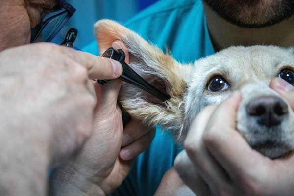 Assurance animaux : la solution pour couvrir vos frais vétérinaires